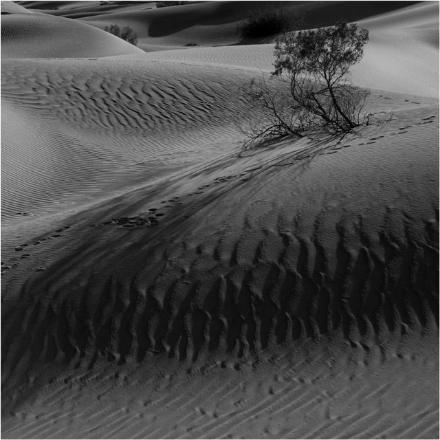 The beauty of the desert (42 pics)