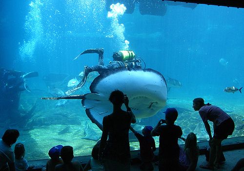 Some huge and beautiful aquariums from different corners of the world (44 pics)