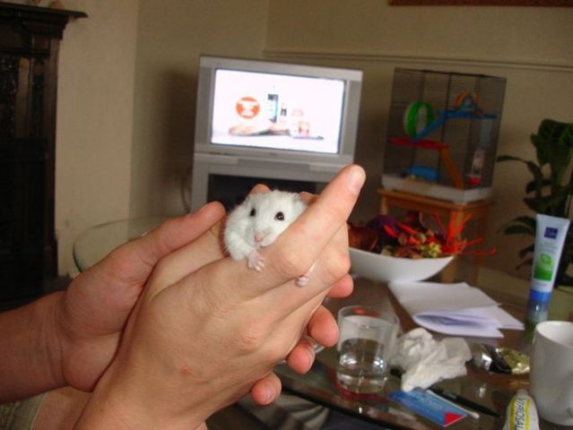 Super positive emotion of the day – little hamsters ;) (33 pics)