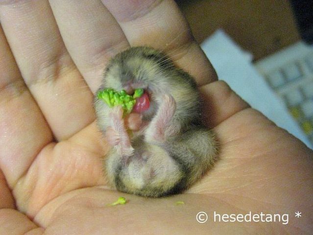 Super positive emotion of the day – little hamsters ;) (33 pics)