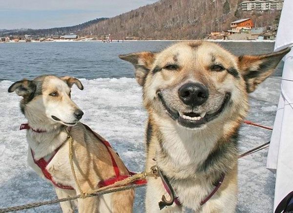 These funny animals (37 pics)