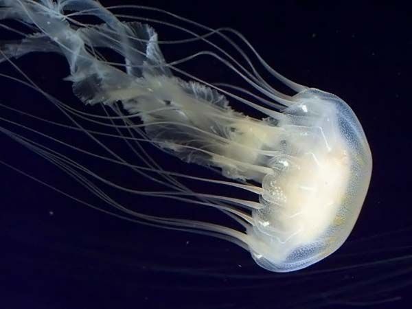 Jellyfish (15 pics)