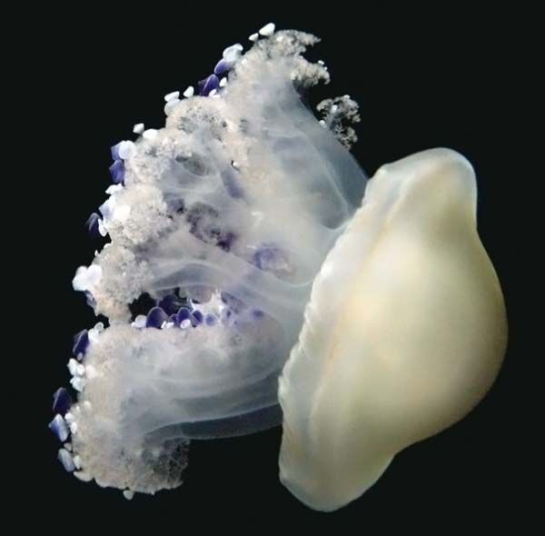 Jellyfish (15 pics)