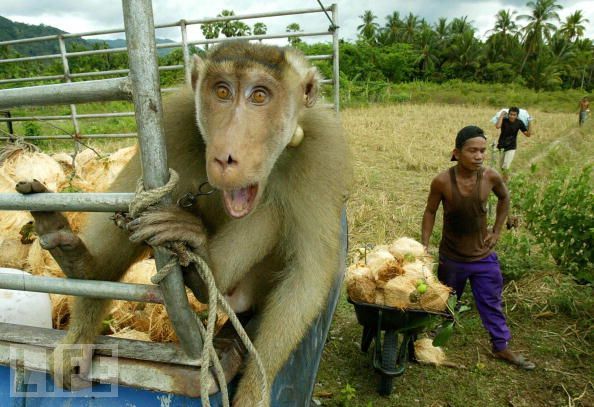 Monkeys are really funny and very expressive (26 pics)