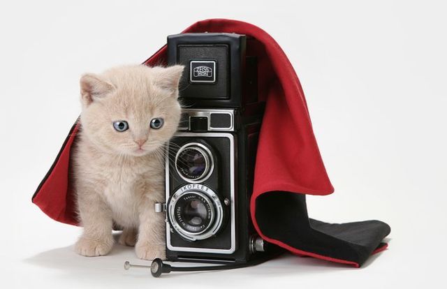 Portrait photos of cats (37 photos)