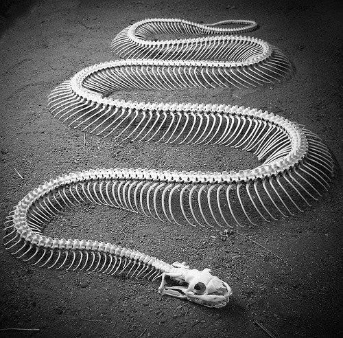 Snake skeletons compilation (15 pics)