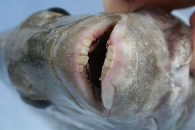 Fish with human teeth (3 photos) 