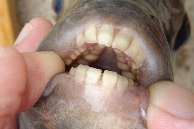 Fish with human teeth (3 photos) 