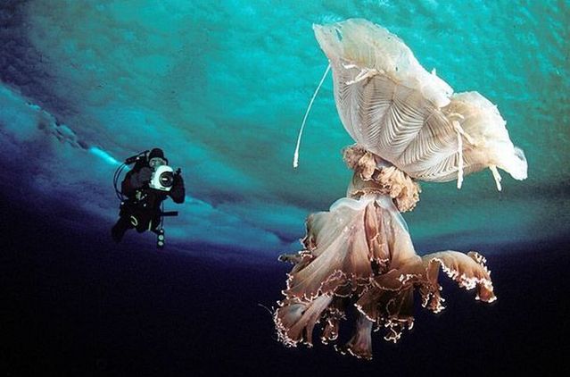 Beautiful things to see underwater (17 pics)