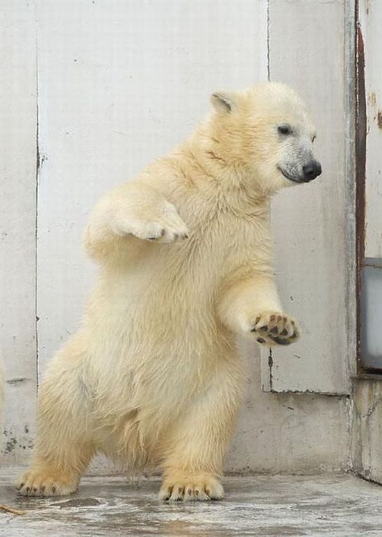 Funny dance of a polar bear (4 pics)