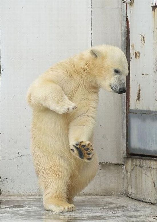 Funny dance of a polar bear (4 pics)