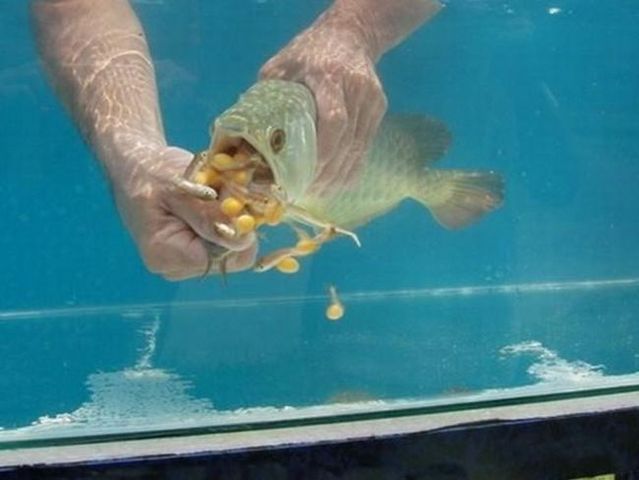 A very unusual fish (5 pics)