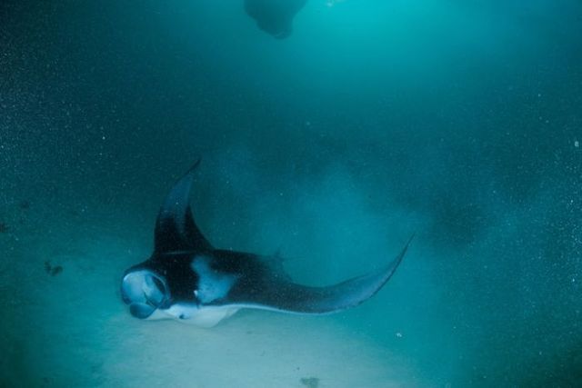 Manta ray or devilfish – a beautiful and harmless fish (11 pics)