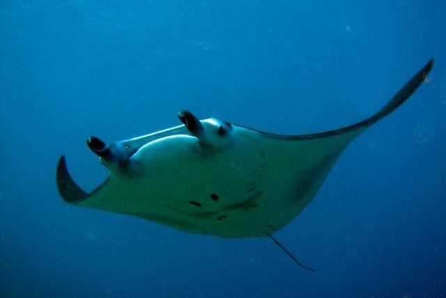 Manta ray or devilfish – a beautiful and harmless fish (11 pics)