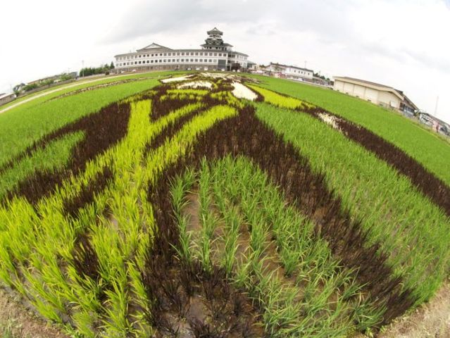 Amazinz rice paddy crop art (14 pics)