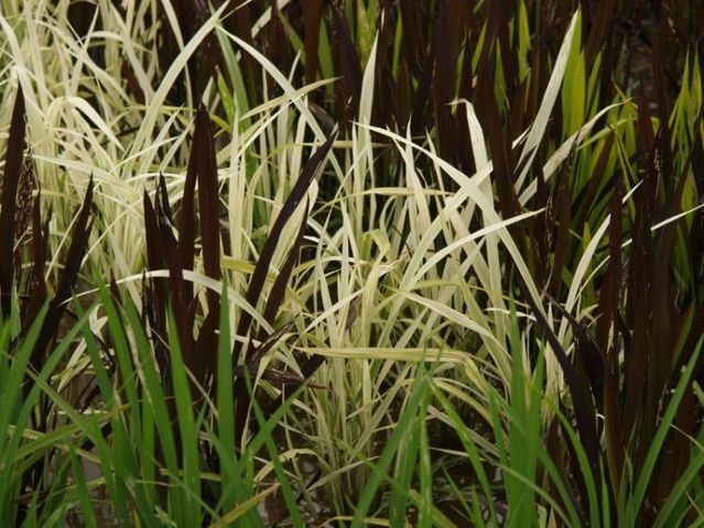 Amazinz rice paddy crop art (14 pics)