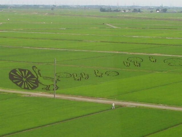 Amazinz rice paddy crop art (14 pics)