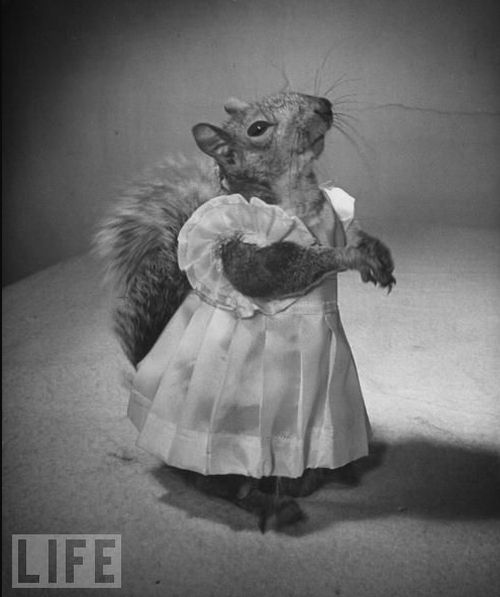 Fashion with a squirrel in the 40s (14 pics)
