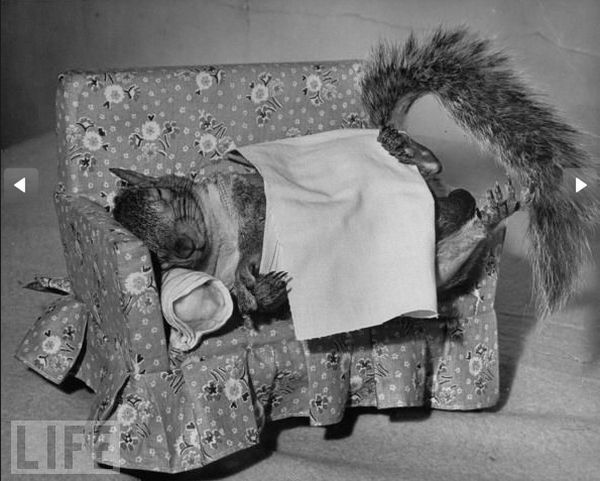 Fashion with a squirrel in the 40s (14 pics)