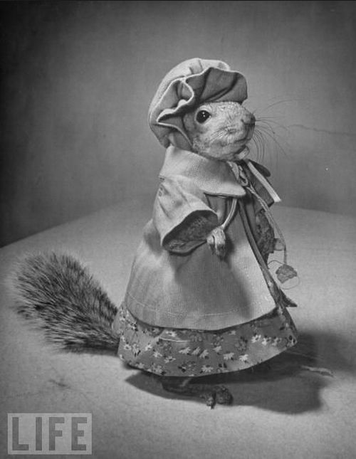 Fashion with a squirrel in the 40s (14 pics) - Izismile.com