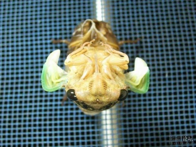 The transformation of a cicada (10 pics + 1 gif)