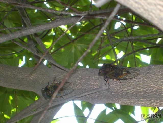 The transformation of a cicada (10 pics + 1 gif)