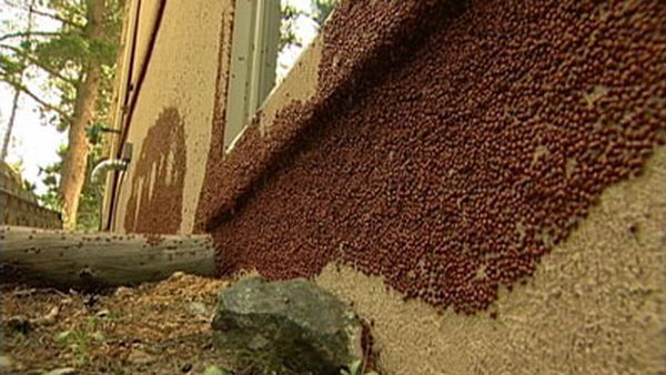Huge swarms of ladybirds attack Colorado (29 pics + 1 video)