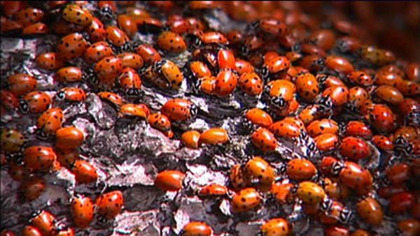 Huge swarms of ladybirds attack Colorado (29 pics + 1 video)