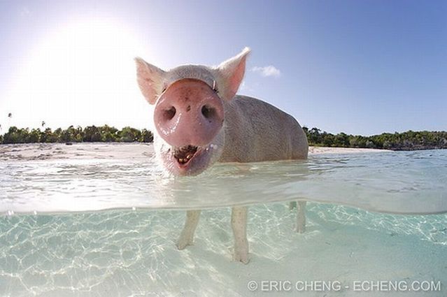 Swimming pigs (18 pics + 1 video)