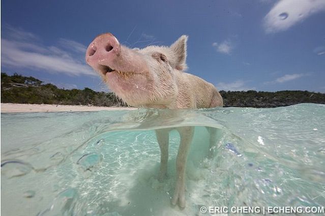 Swimming pigs (18 pics + 1 video)