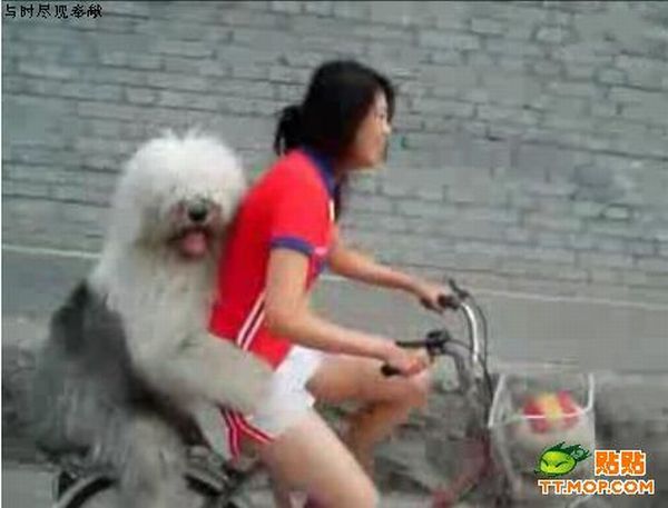 Doggy likes to ride (5 pics)