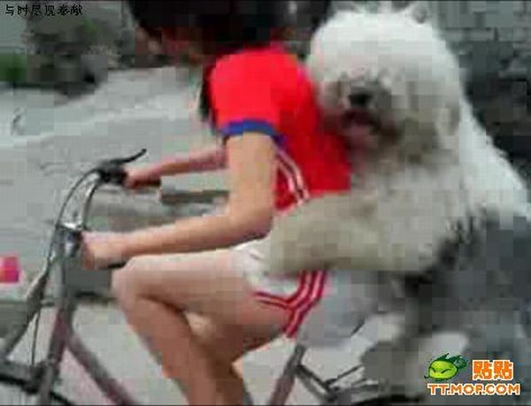 Doggy likes to ride (5 pics)