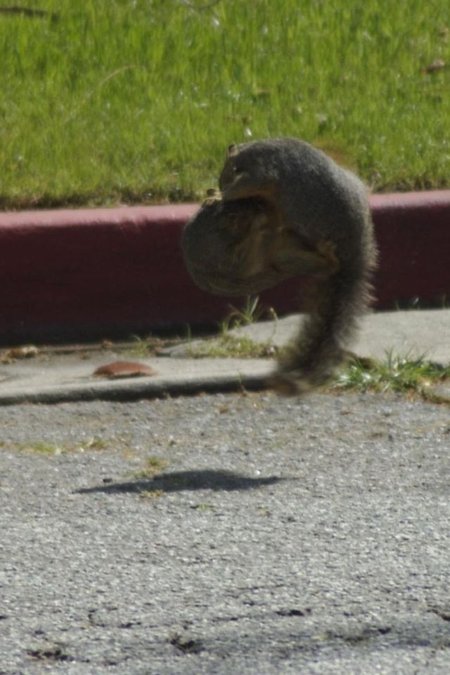 Fighting squirrels (20 pics + 2 videos)