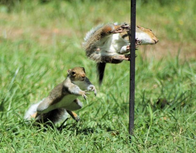 Fighting squirrels (20 pics + 2 videos)
