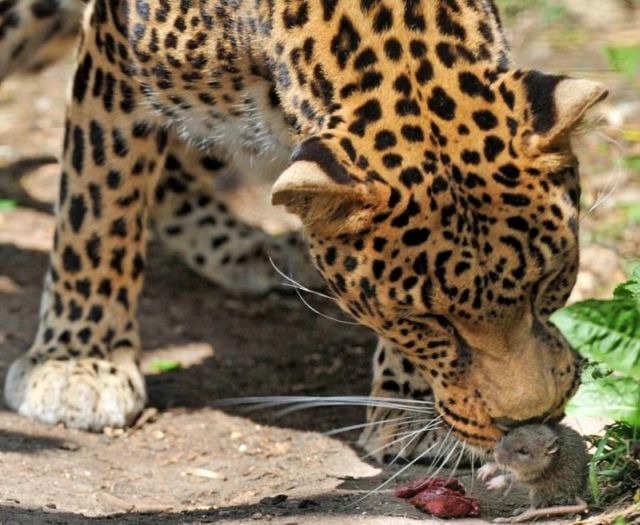 Cute big cats (50 pics)