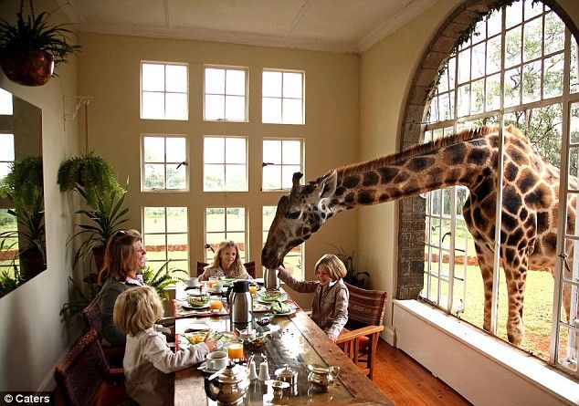 Cafe for a giraffe (3 pics)