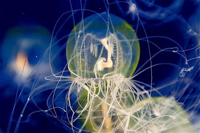 Compilation of ‘beautiful’ jellyfish (30 pics)