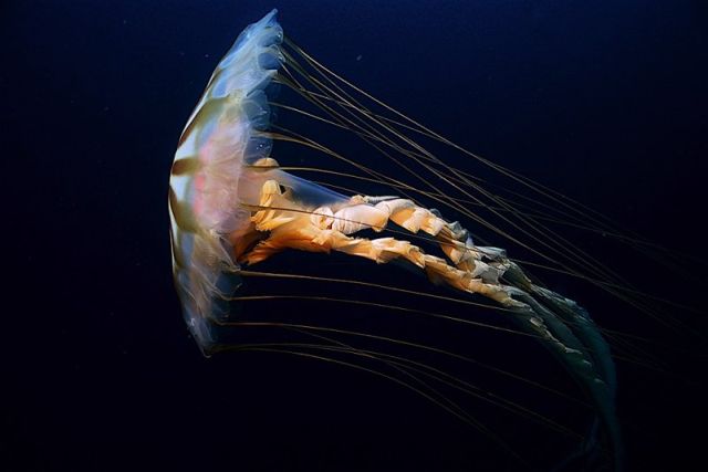 Compilation of ‘beautiful’ jellyfish (30 pics)