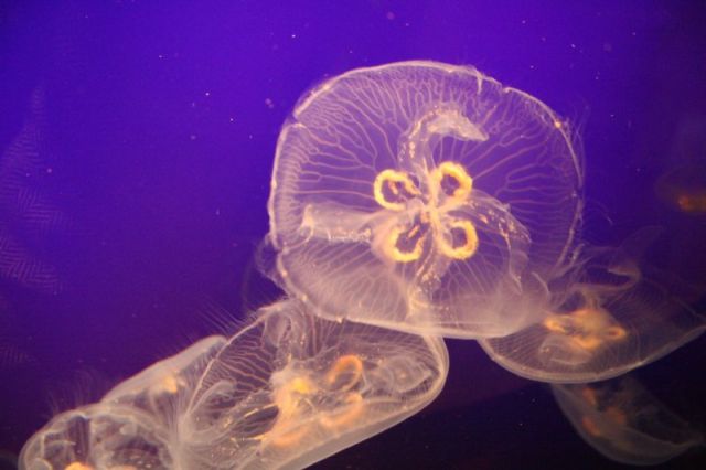 Compilation of ‘beautiful’ jellyfish (30 pics) - Izismile.com