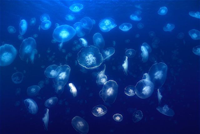 Compilation of ‘beautiful’ jellyfish (30 pics) - Izismile.com