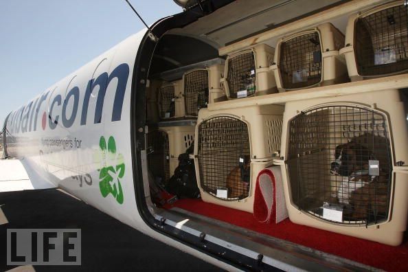 Pet Airways - Airlines for pets (13 pics)
