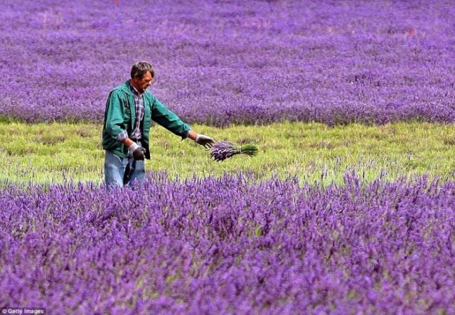 Lavender fields like in fairy tales (13 pics)