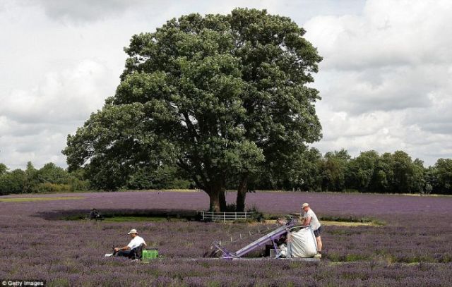 Lavender fields like in fairy tales (13 pics)