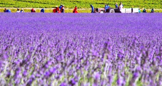 Lavender fields like in fairy tales (13 pics)
