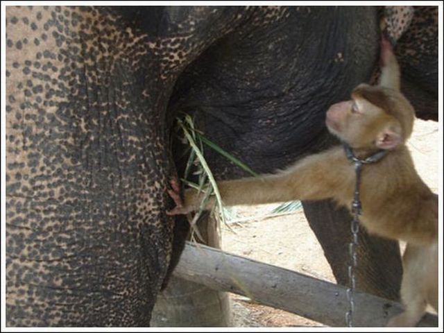 Monkey and elephant are good buds ;) (7 pics)