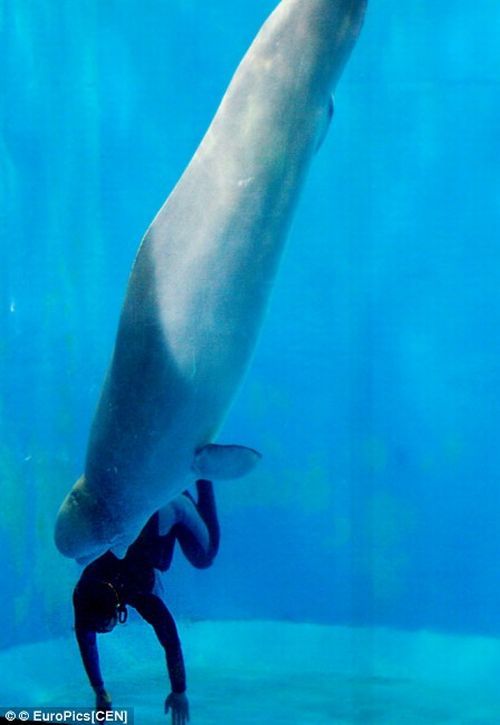 Beluga whale saved the life of a diver (3 pics)