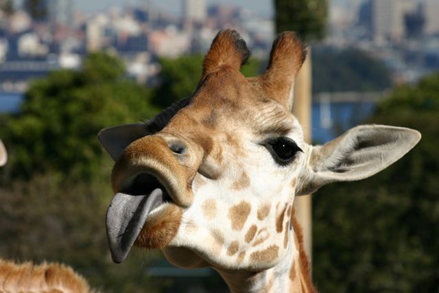 Funny giraffes (39 pics)