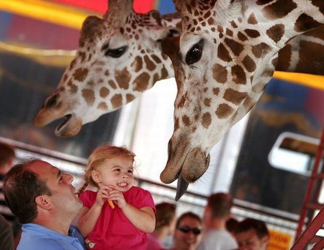 Funny giraffes (39 pics)