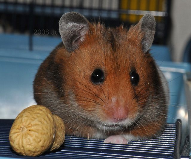 Greedy hamster (8 pics)