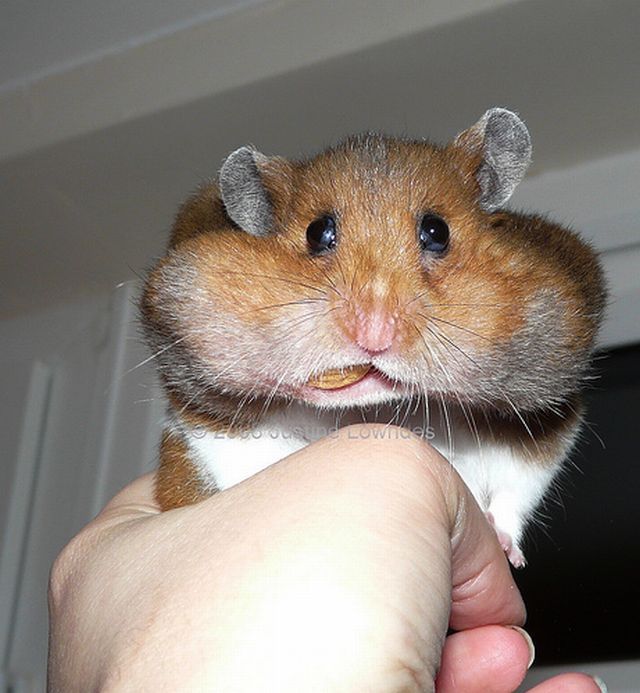 Greedy hamster (8 pics)